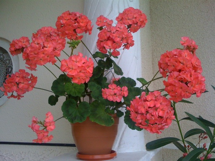 2011 - Florile mamei