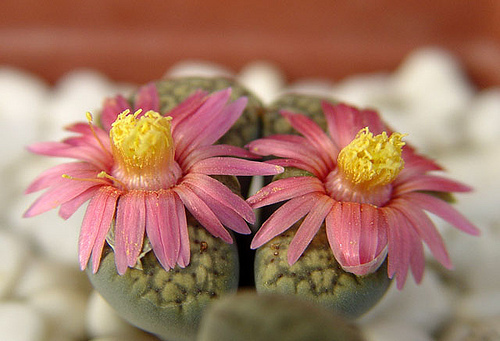 Informatii Lithops - Informatii Lithops