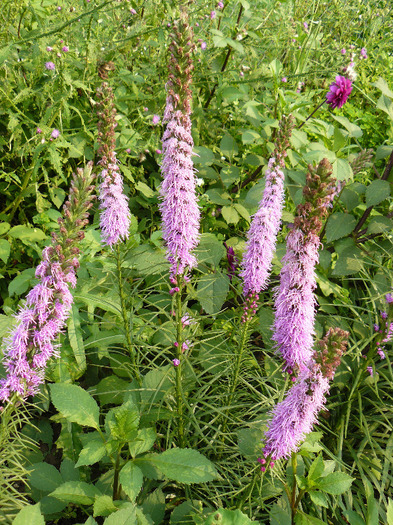 P1010745 - Liatris