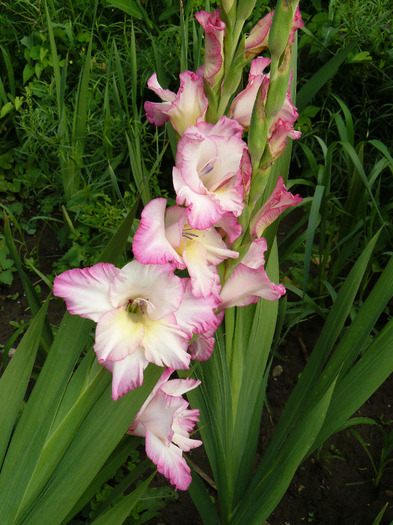 P1010731 - Gladiole