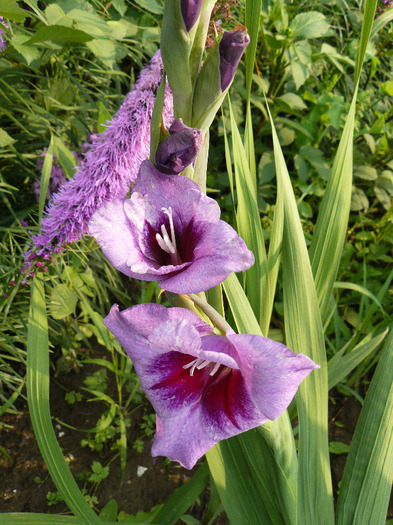 P1010743 - Gladiole