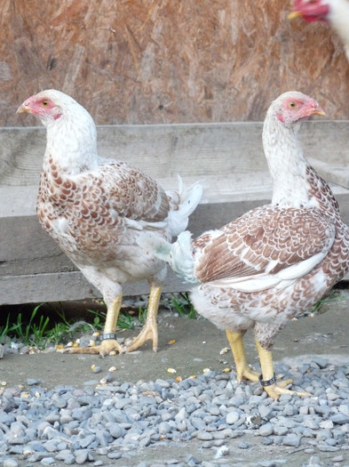 gaini indian diamant