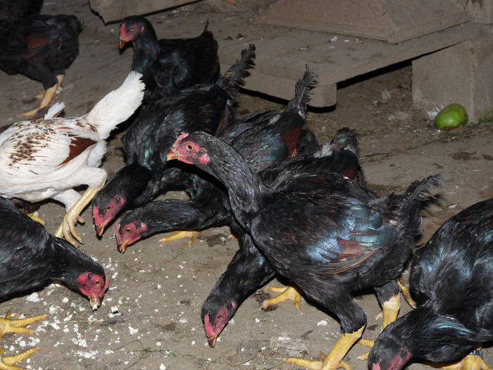 Combatanti indian la masa.