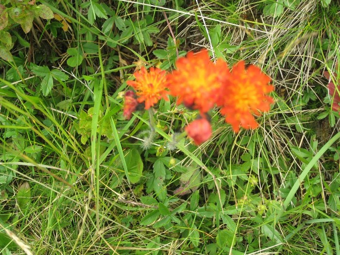 IMG_5363 - Maramures