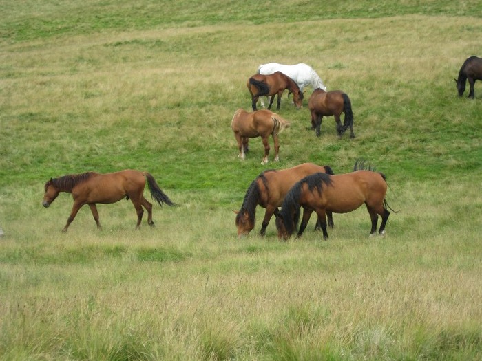 IMG_5407 - Maramures