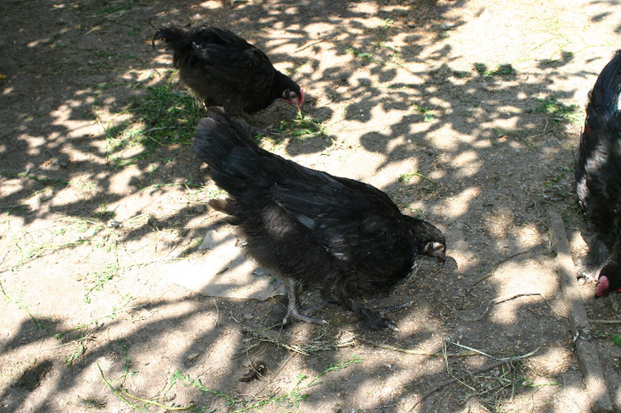 IMG_4075 - Marans