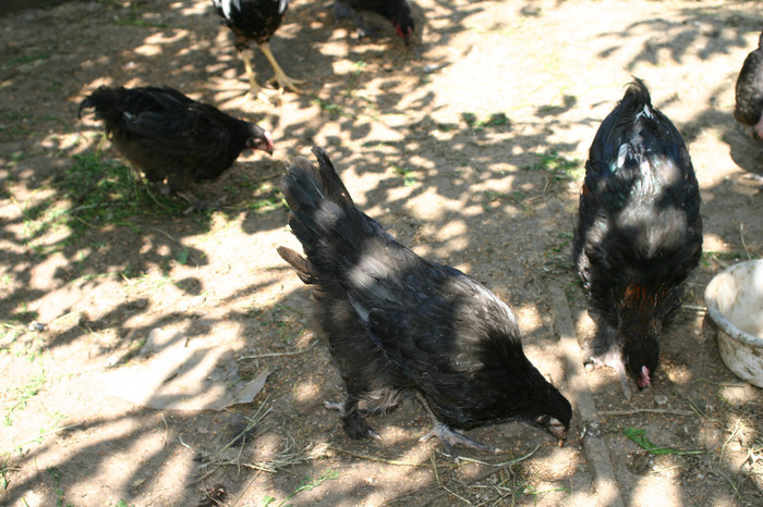 IMG_4076 - Marans