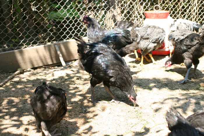 IMG_4072 - Australorp