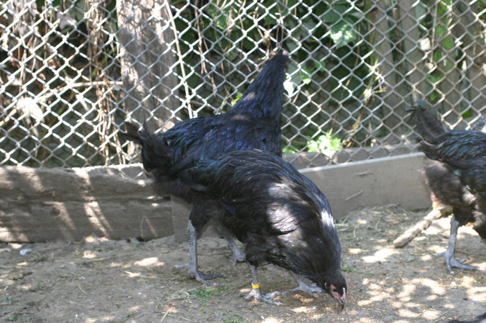 IMG_4067 - Australorp