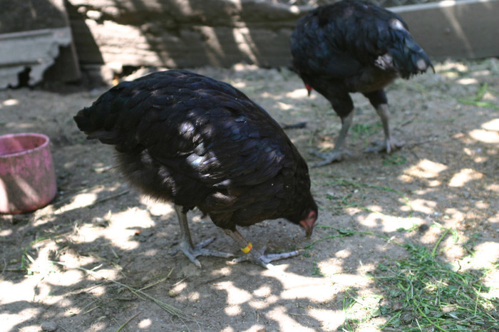 IMG_4065 - Australorp