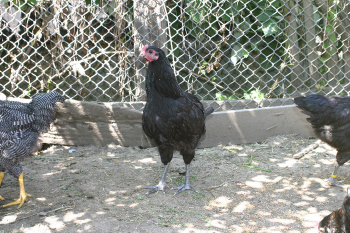 IMG_4069 - Australorp