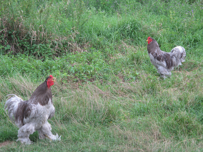 male 2009 vs male 2010 - Brahma Albastru