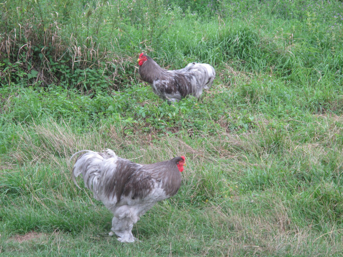 male 2010 vs 2009 - Brahma Albastru