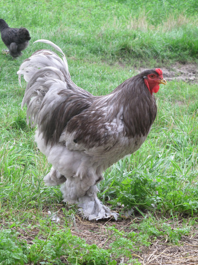 male  2010 - Brahma Albastru