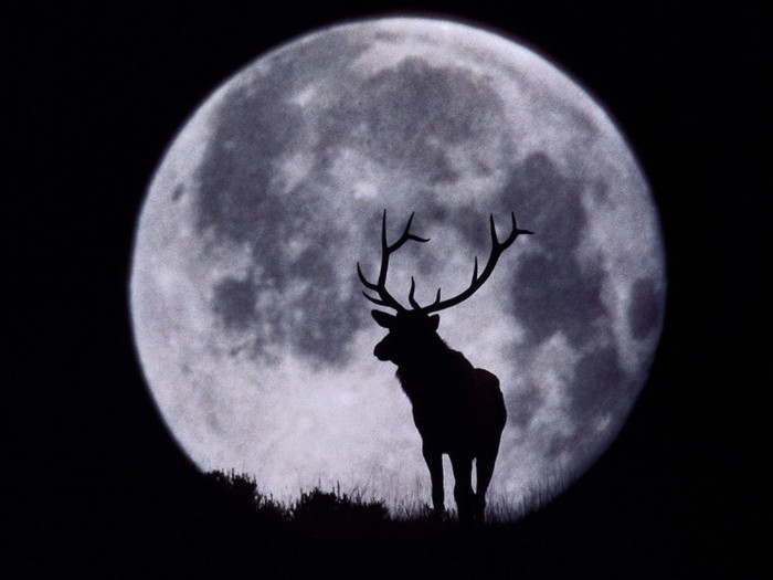 an-evening-with-beautiful-moon-deer-in-dark-pictures-wallpapers - Moon