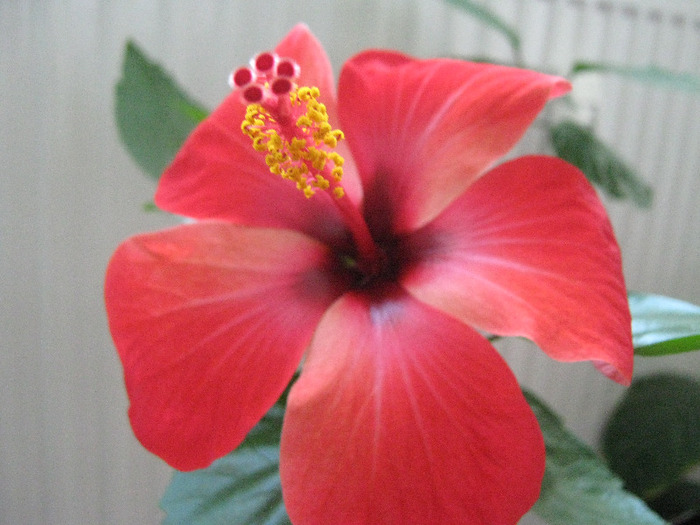  - hibiscus