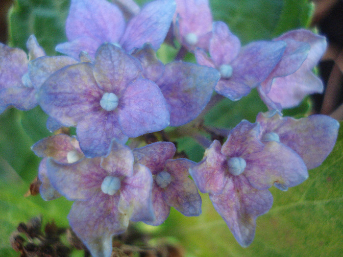 Blue Hydrangea (2011, August 07)