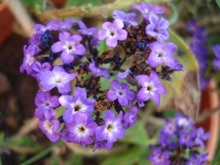 Heliotropium arborescens (2011, Aug.07) - HELIOTROPE Heliotropium