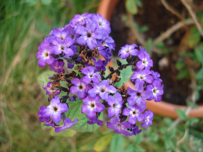 Heliotropium arborescens (2011, Aug.07) - HELIOTROPE Heliotropium