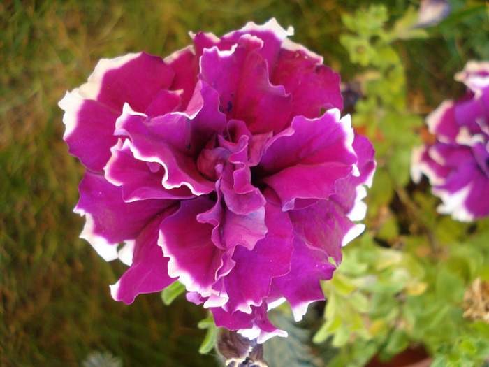 Petunia Purple Pirouette (2011, Aug.07)