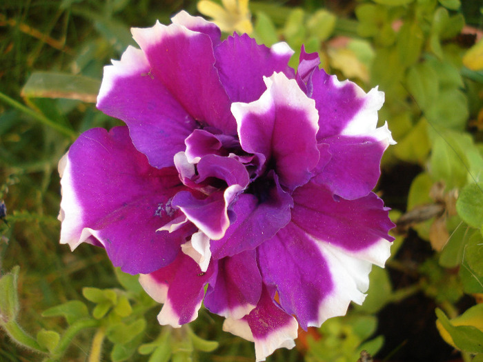 Petunia Purple Pirouette (2011, Aug.07) - PETUNIA Double