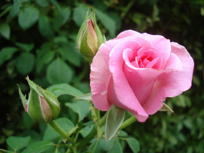 Rose Pink Peace (2011, August 05)