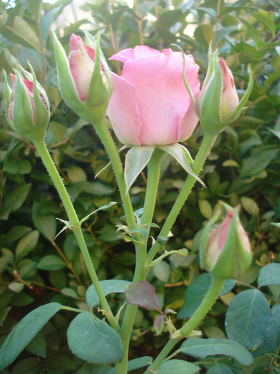 Rose Pink Peace (2011, August 07)