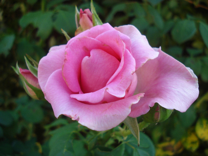 Rose Pink Peace (2011, August 07)
