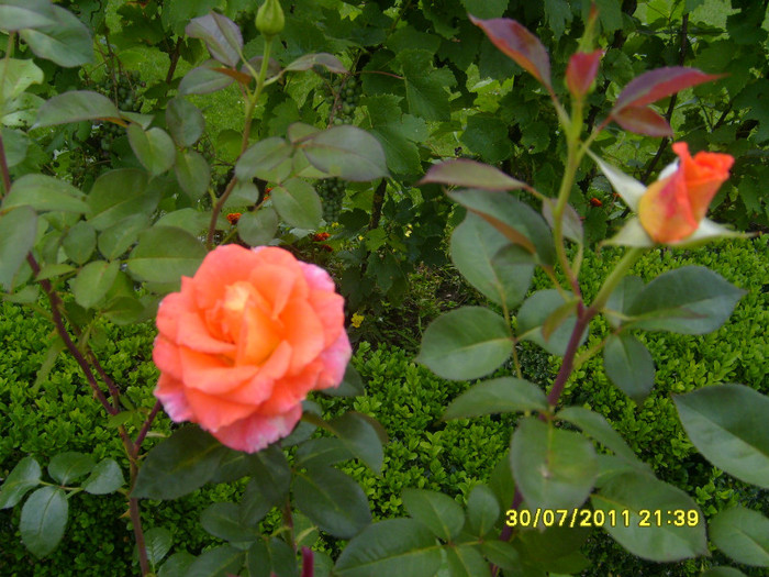 t8 - trandafiri