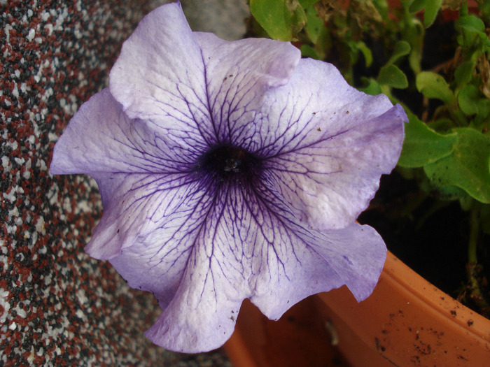 Lilac Petunia (2011, August 07) - PETUNIA Simple