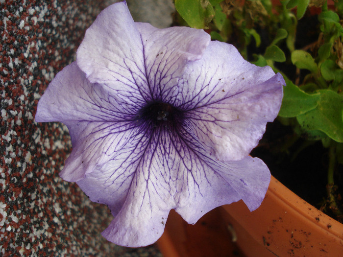 Lilac Petunia (2011, August 07)