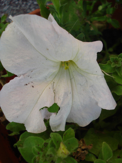 White Petunia (2011, August 07) - PETUNIA Simple