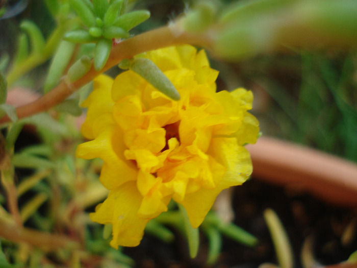 Portulaca grandiflora (2011, Aug.07) Portulaca grandiflora (2011, Aug.07)