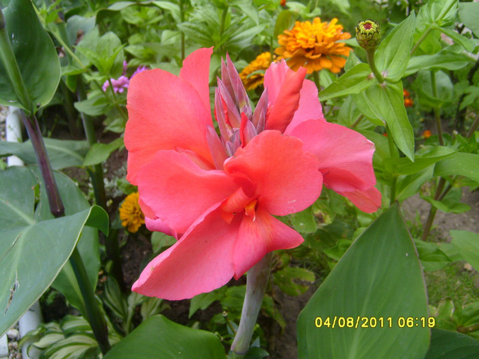 canna - Acasa 2011