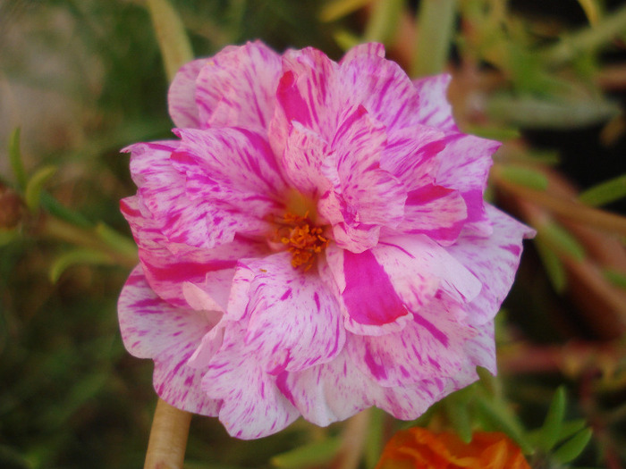 Portulaca grandiflora (2011, Aug.07) Portulaca grandiflora (2011, Aug.07)