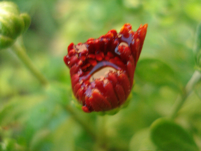 Red Chrysanthemum (2011, Aug.07)