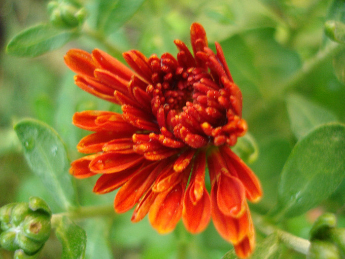 Red Chrysanthemum (2011, Aug.07) - Red Yellow Chrysanthemum