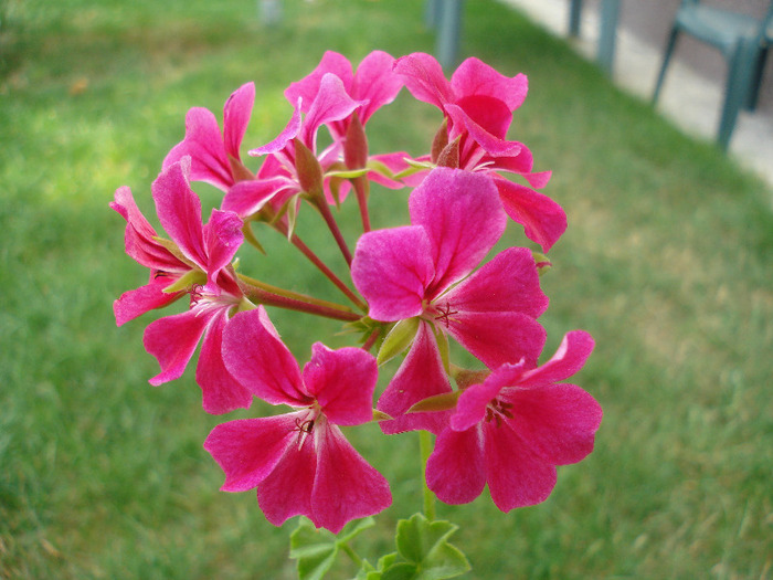 Geranium Summer Showers (`11, Aug.02) - Ivy-geranium Summer Showers