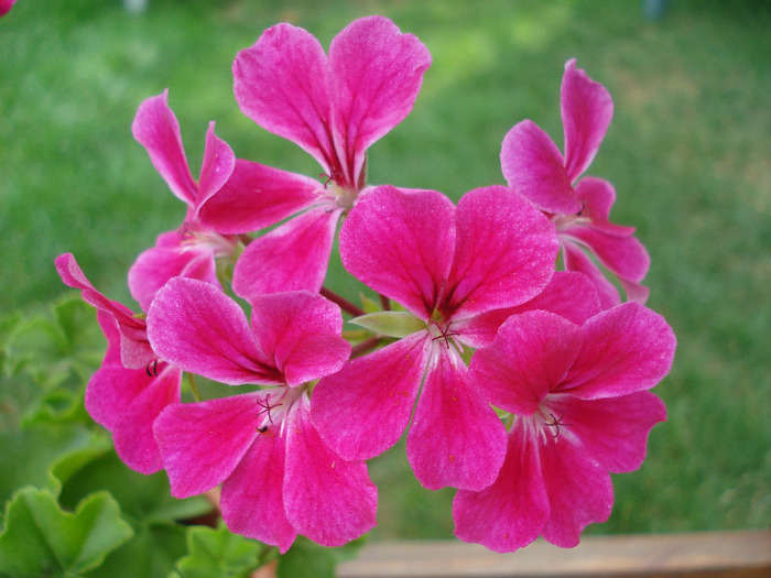 Geranium Summer Showers (`11, Aug.04) - Ivy-geranium Summer Showers