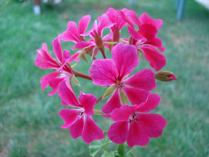 Geranium Summer Showers (`11, Aug.05)