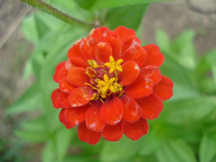 Zinnia_Youth-and-Old-Age (2011, Aug.04) - ZINNIA Elegans