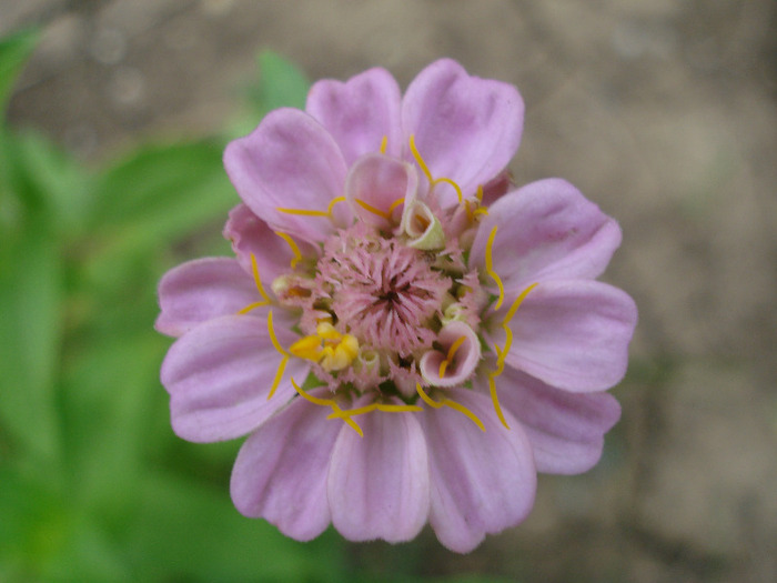 Zinnia_Youth-and-Old-Age (2011, Aug.04) - ZINNIA Elegans