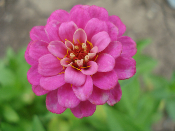 Zinnia_Youth-and-Old-Age (2011, Aug.04) - ZINNIA Elegans