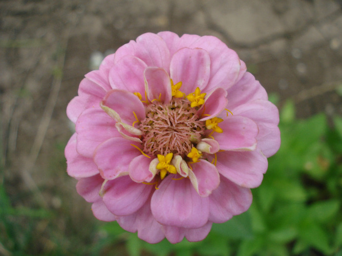 Zinnia_Youth-and-Old-Age (2011, Aug.04) - ZINNIA Elegans