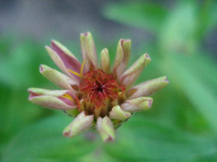 Zinnia_Youth-and-Old-Age (2011, Aug.07) - ZINNIA Elegans