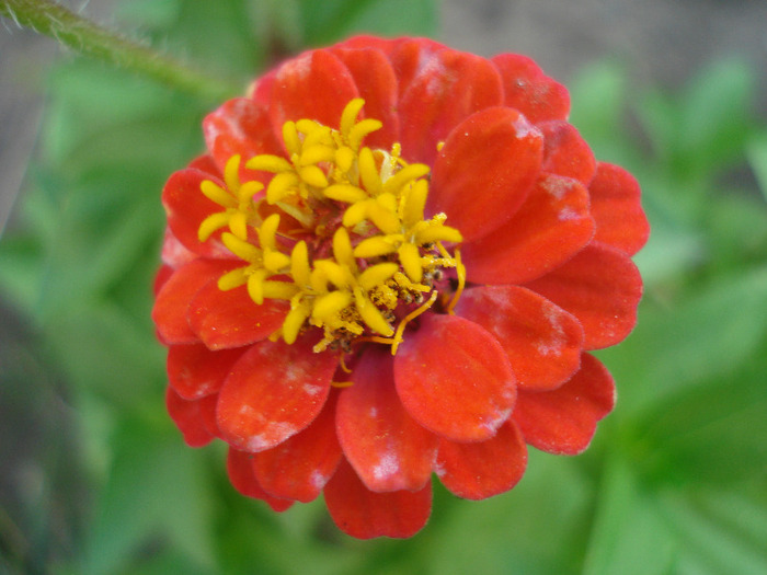 Zinnia_Youth-and-Old-Age (2011, Aug.07) - ZINNIA Elegans