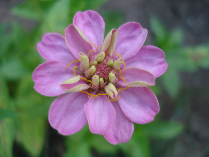 Zinnia elegans (2011, August 07) - ZINNIA Elegans