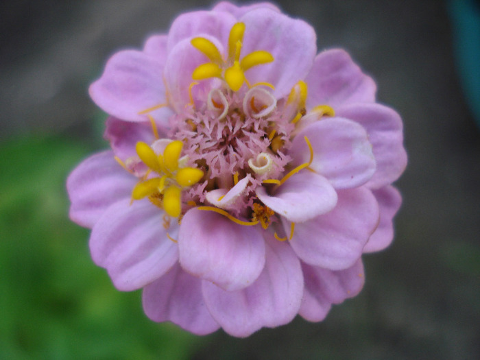 Zinnia elegans (2011, August 07) - ZINNIA Elegans