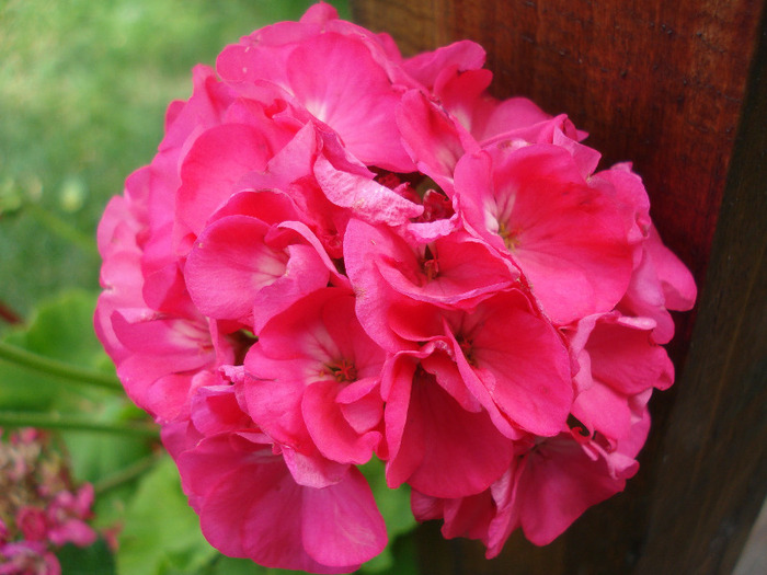 Orbit geranium Violet, 04aug2011