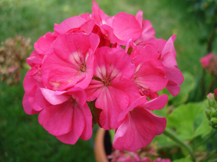 Orbit geranium Violet, 04aug2011 - Geranium Violet